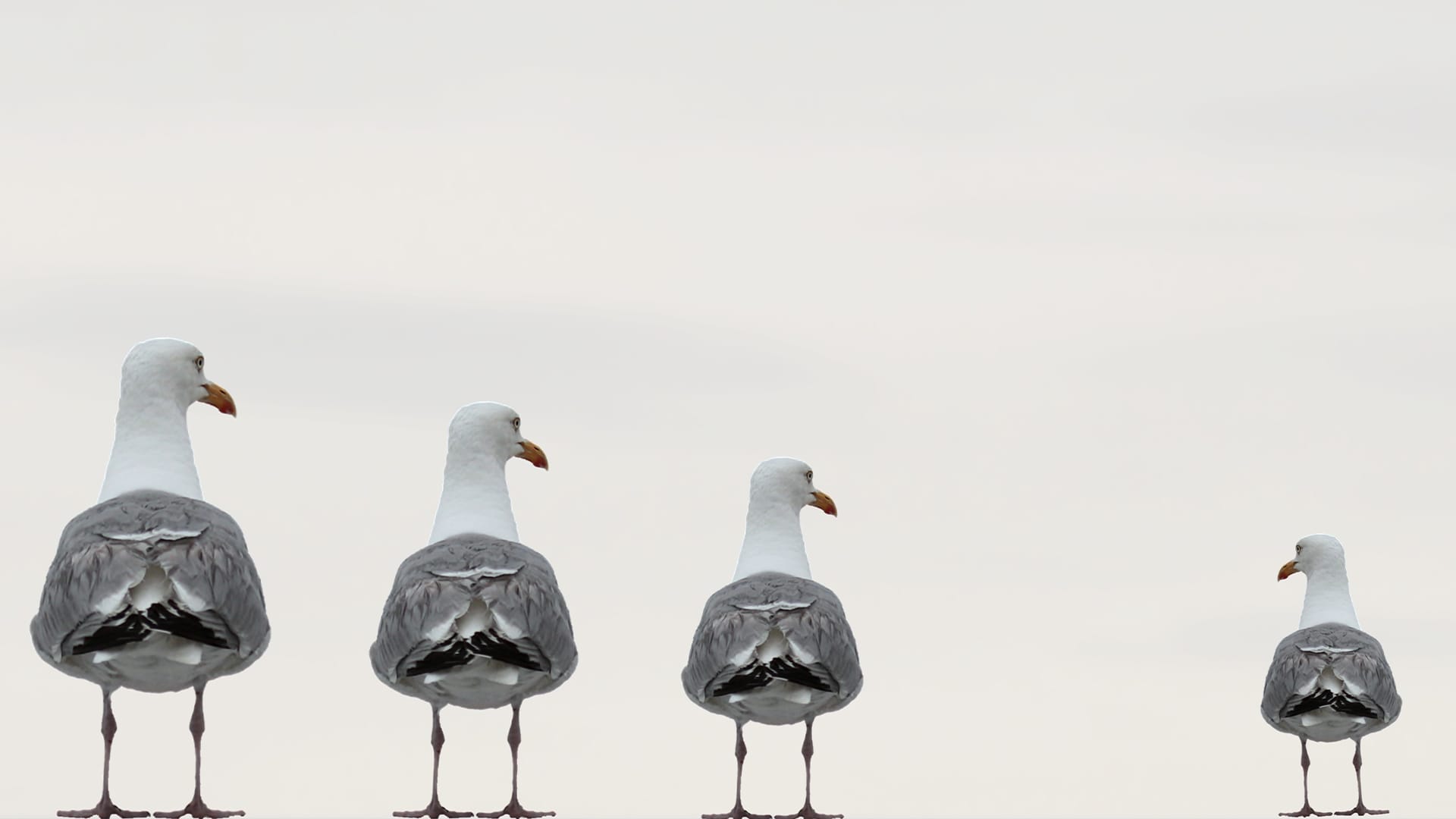 Möwen in einer Reihe